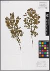 Foto von Salix aurita L. x Salix cinerea L.